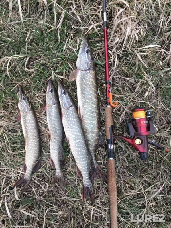 Pike — Aksay, Mar 19, 2019