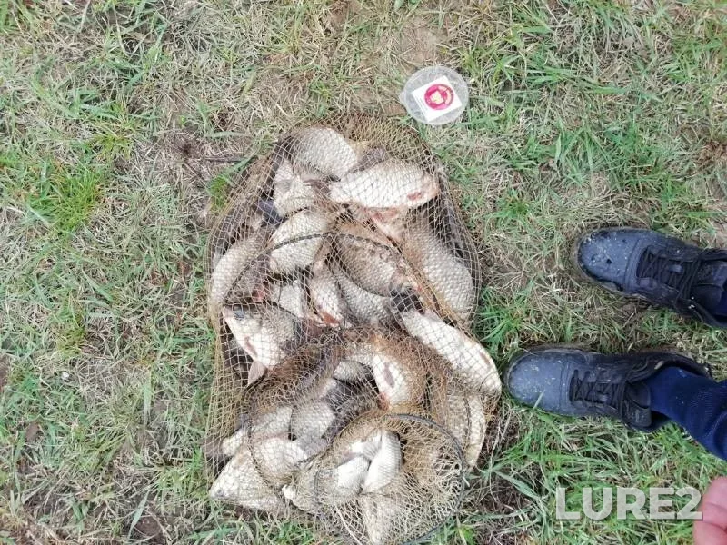 Crucian carp — Kadamovskiy, Apr 13, 2019