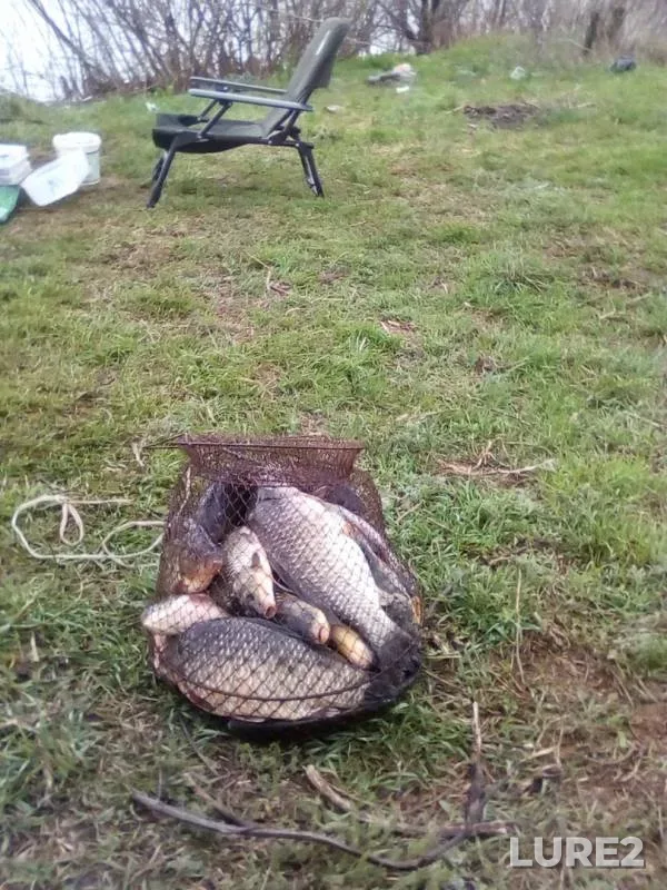 Crucian carp — yerik Draganov, Apr 13, 2019