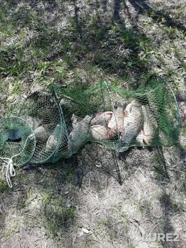 Crucian carp — yerik Skupoy, Apr 20, 2019