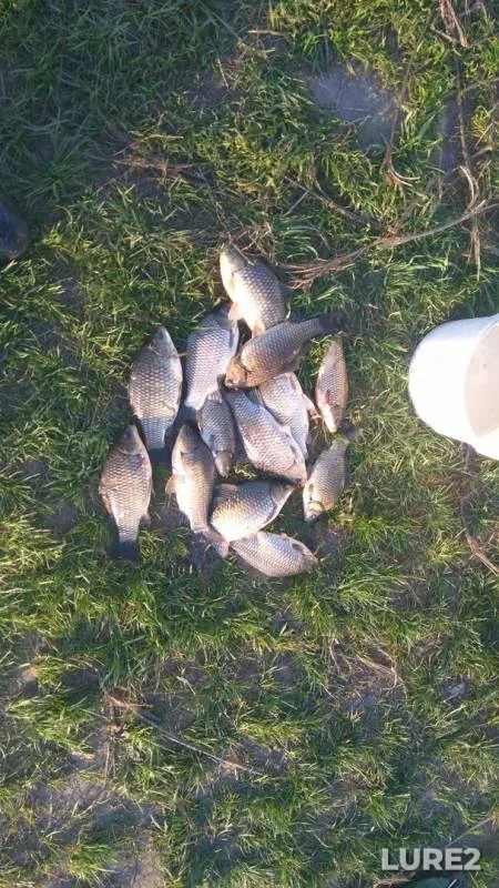 Crucian carp — yerik Draganov, Apr 23, 2019