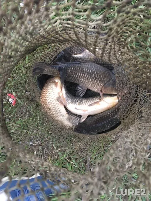 Crucian carp — Aksay, Apr 24, 2019