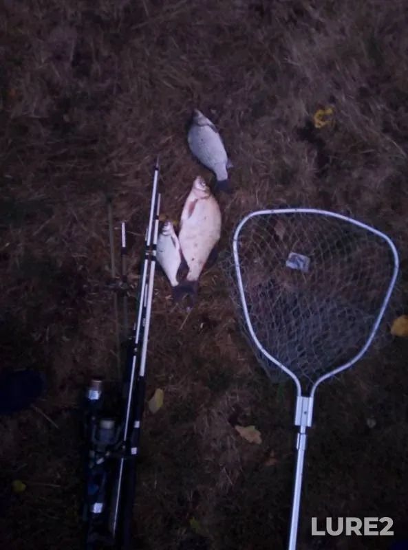 Bream, Crucian carp — Don, Oct 19, 2018