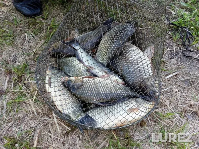 Crucian carp — yerik Draganov, May 03, 2019