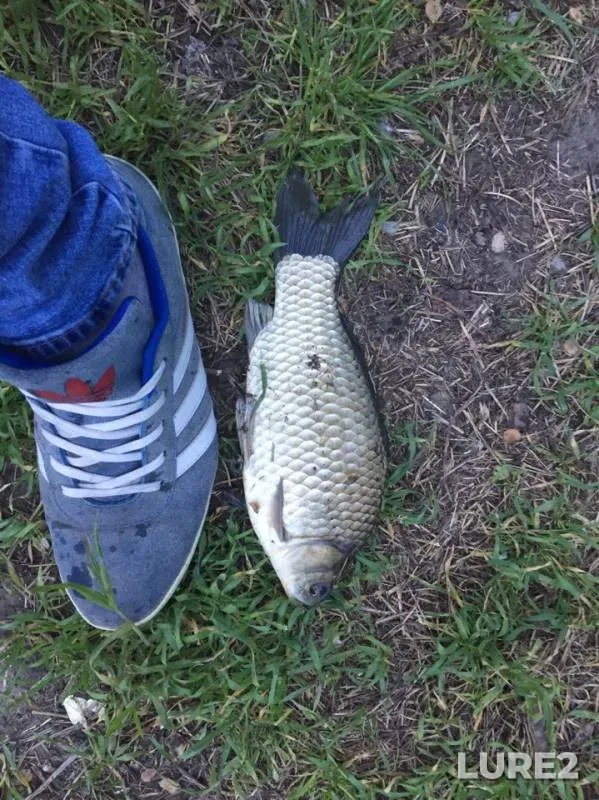 Crucian carp — yerik Draganov, May 13, 2019