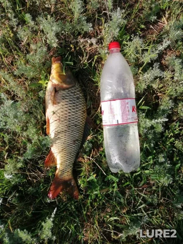 Carp — Aksay, Jun 02, 2019