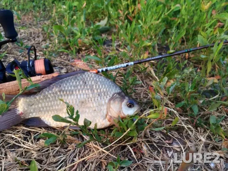 Crucian carp, Perch — Tuzlov, Jun 07, 2019