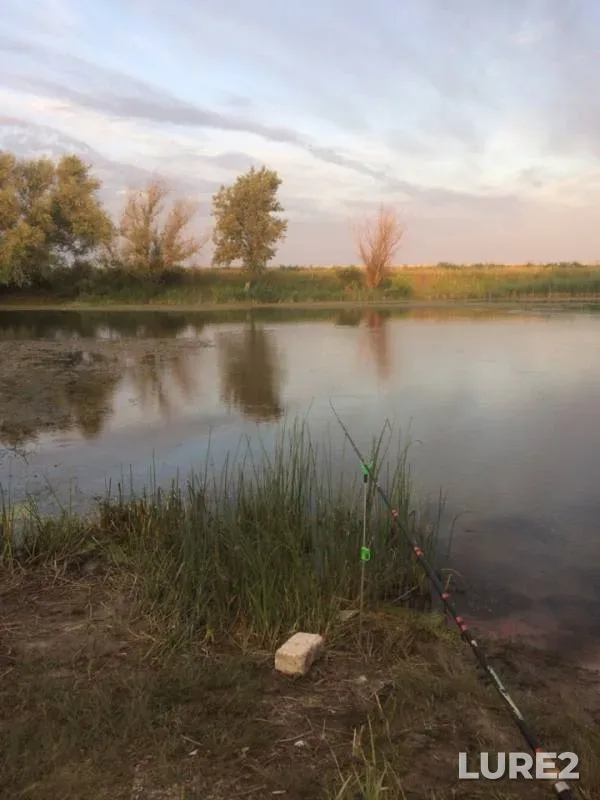 Crucian carp, Roach — yerik Draganov, Jun 12, 2019