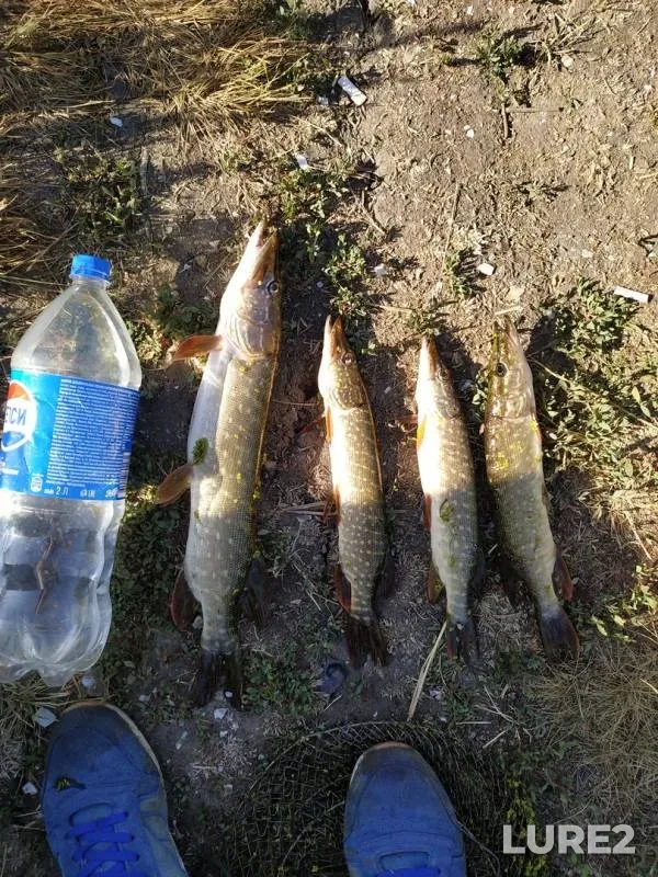 Pike — Tuzlov, Jul 05, 2019