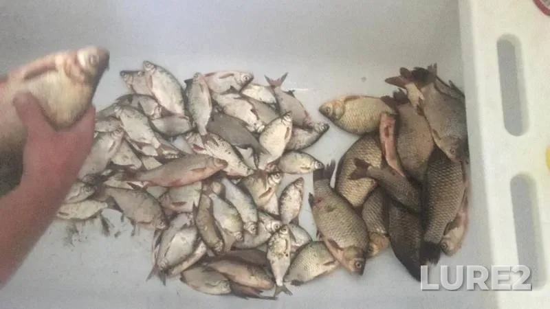 Crucian carp, Roach — Don, Jul 05, 2019