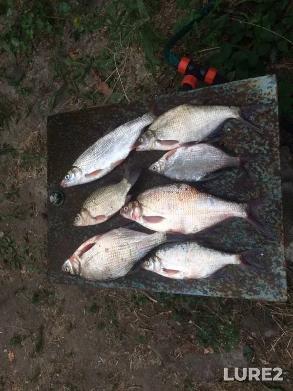 Bream, Crucian carp — Don, Jul 09, 2019