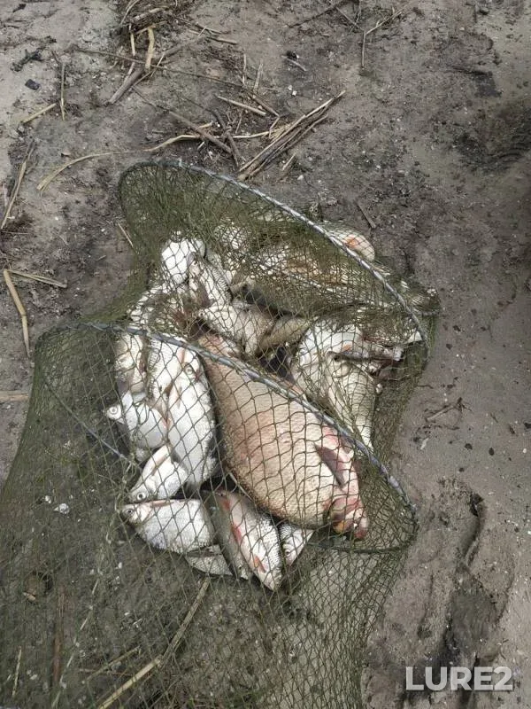 Bream, White bream — Don, Jul 11, 2019