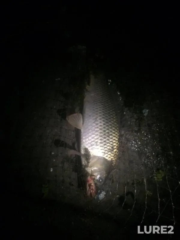 Carp — Aksay, Jul 29, 2019