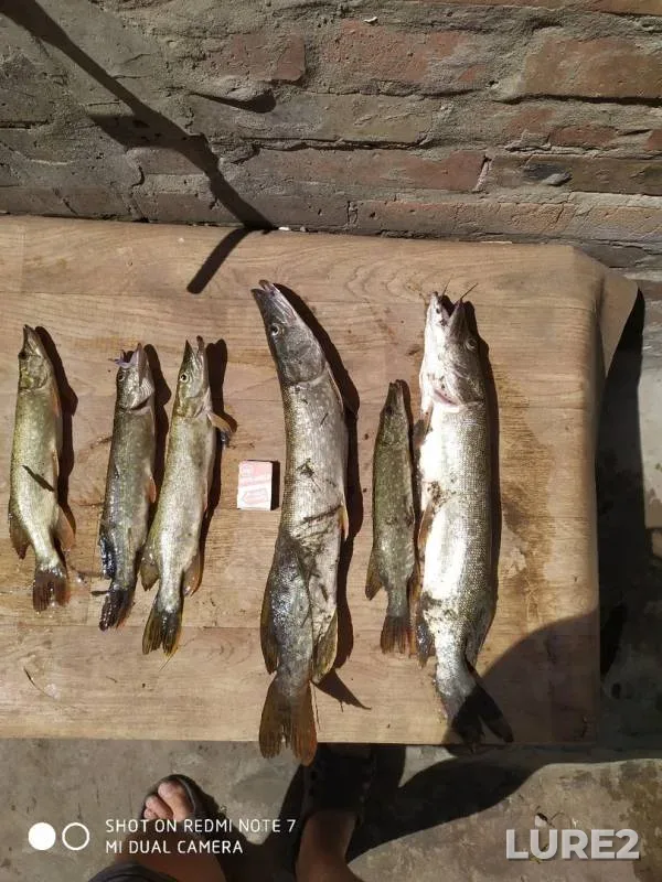 Pike — Tuzlov, Aug 08, 2019