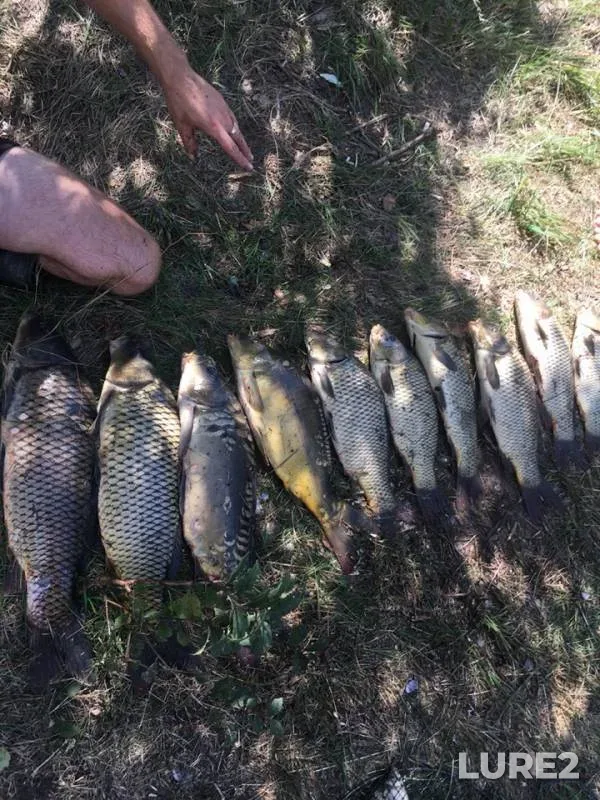 Carp — Sal, Aug 09, 2019