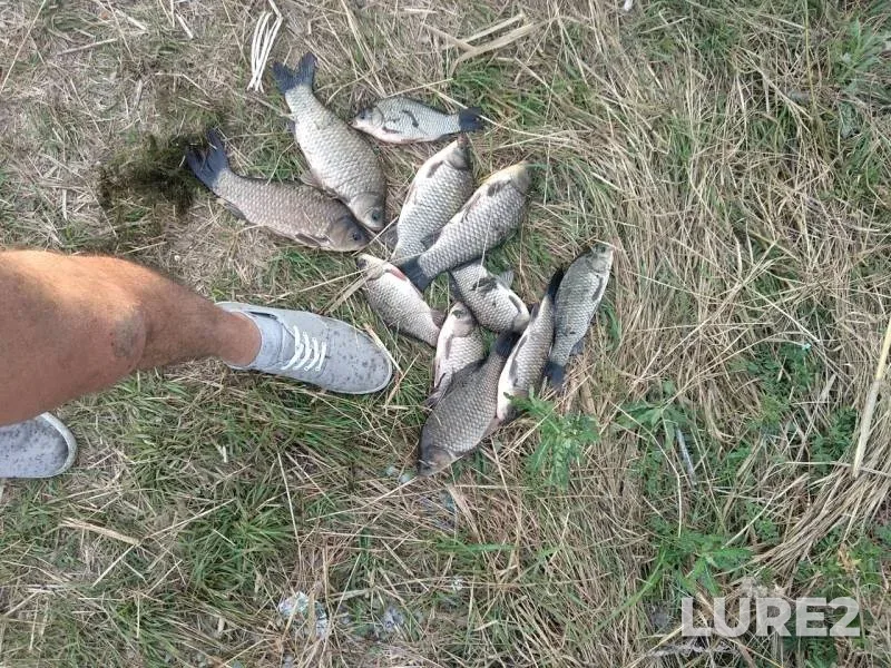 Crucian carp — Karaich, Sep 04, 2019