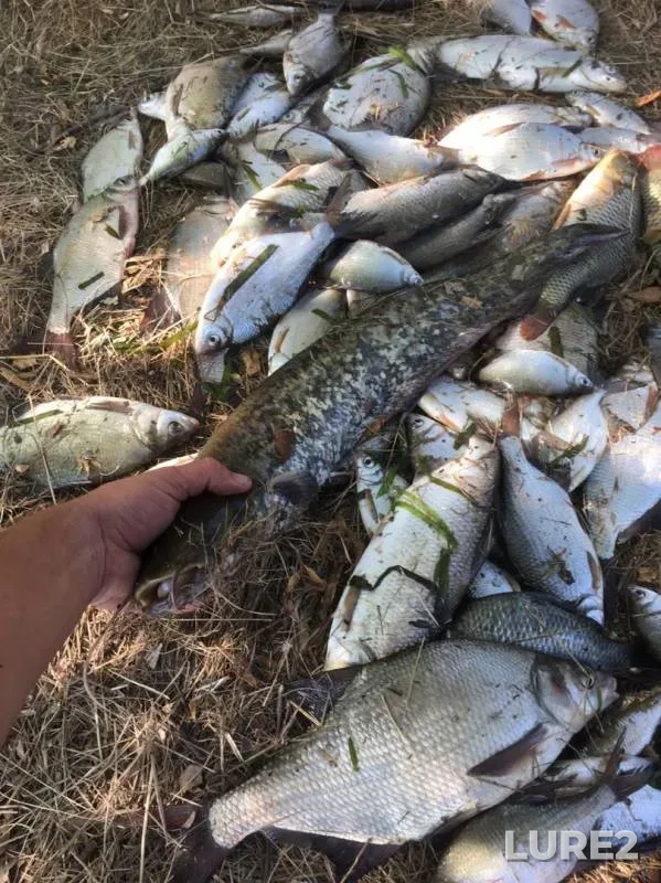 Bream, Burbot — Don, Sep 08, 2019