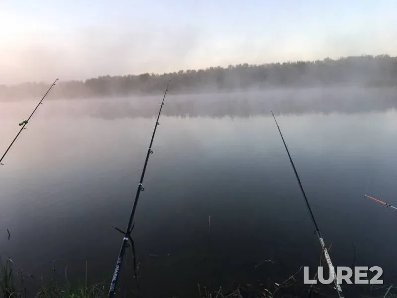 Carp, Crucian carp — Svinukha, Sep 22, 2018