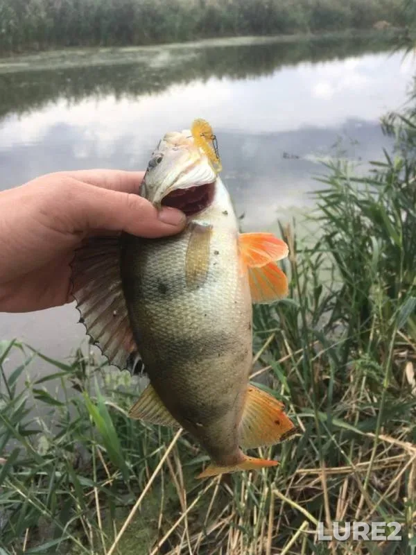 Perch — Tuzlov, Sep 21, 2019