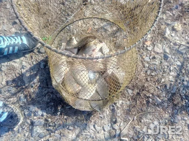 Crucian carp — Manych, Oct 04, 2019