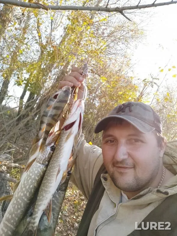 Perch, Pike — Don, Oct 15, 2019