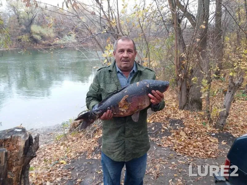 Carp — Rostovskaya oblast, Oct 19, 2019