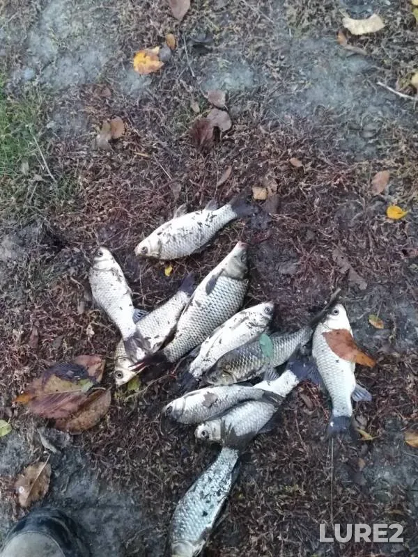 Carp, Crucian carp — Tyoplyy kanal, Oct 20, 2019
