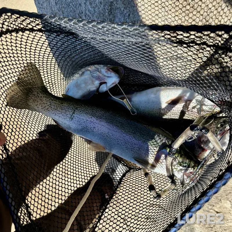 Rainbow trout — Big Bear Lake, Apr 06, 2017, 3:56 PM