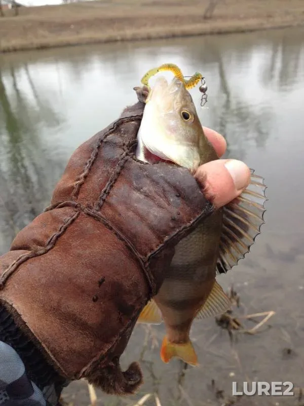 Perch, Pike — yerik Skupoy, Nov 26, 2019
