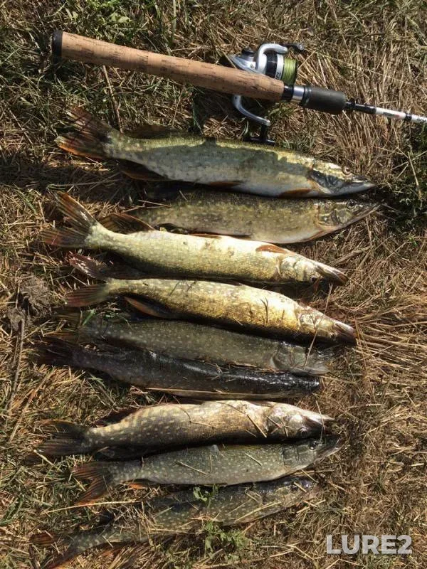 Pike — Zolotoy yerik, Sep 18, 2017
