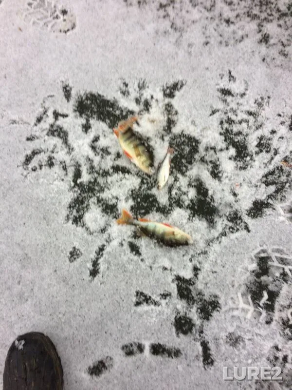 Perch — yerik Talovoy, Dec 11, 2017