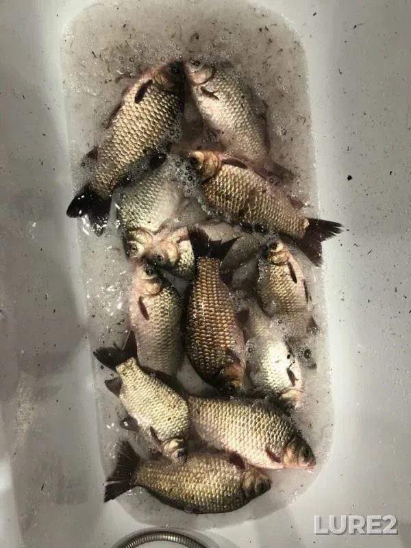 Crucian carp — Don, Sep 17, 2018