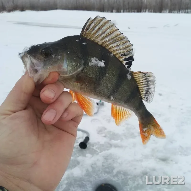 Perch — Akhtuba, Jan 04, 2019