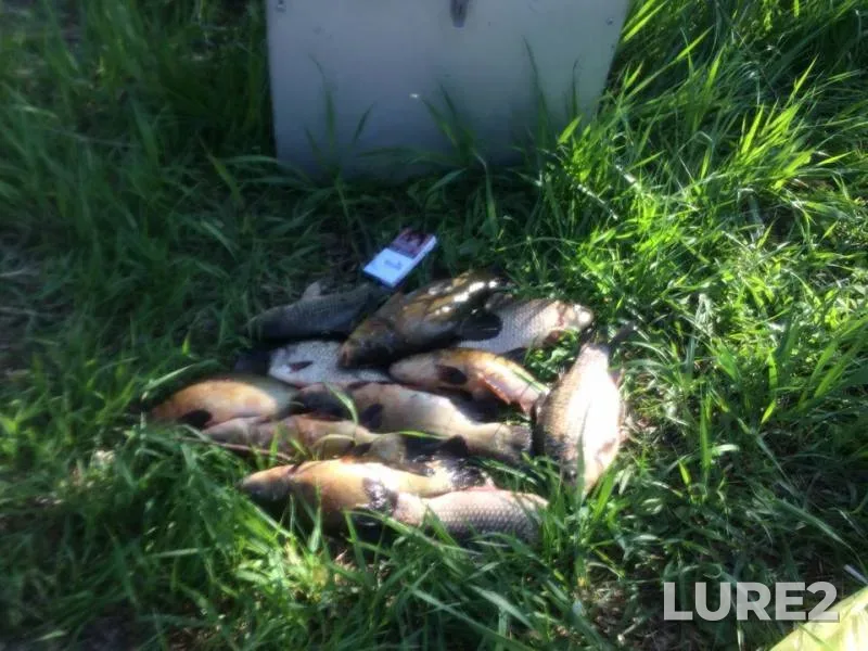 Crucian carp, Tench — Karpovka, May 04, 2019