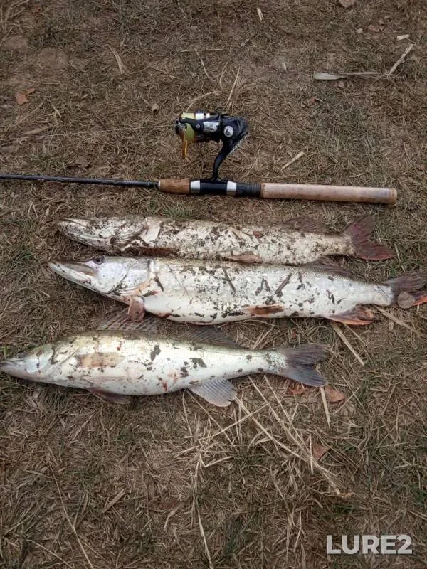 Pike, Zander — Donskaya tsaritsa, Nov 04, 2019