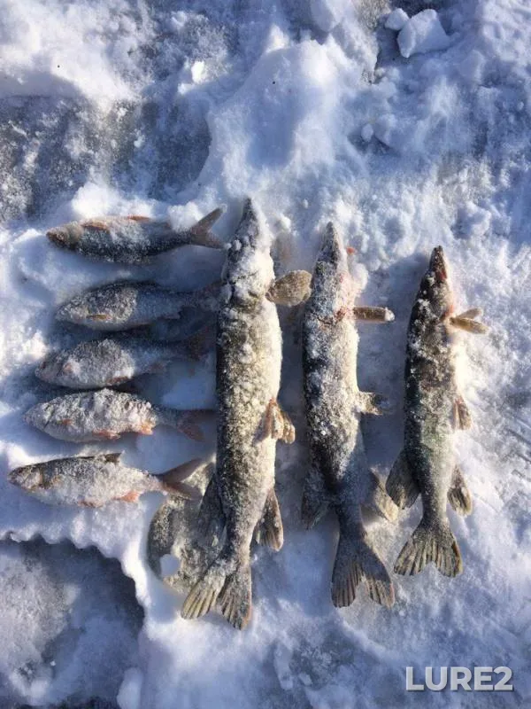 Pike, Roach — Zazhivnaya, Dec 11, 2017