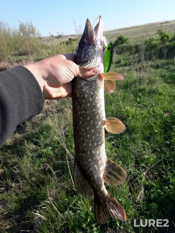Pike — Yelek - Ilek, May 13, 2018