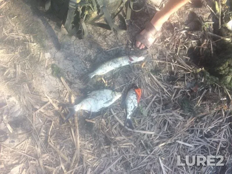 Bream, Pike — Chyornaya Kalitva, Sep 12, 2018