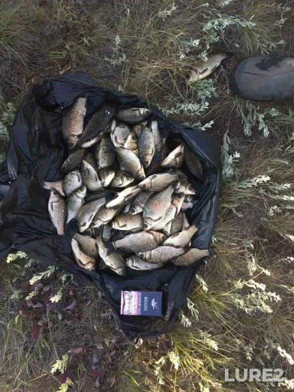 Crucian carp — Orenburgskaya oblast, Jul 25, 2018