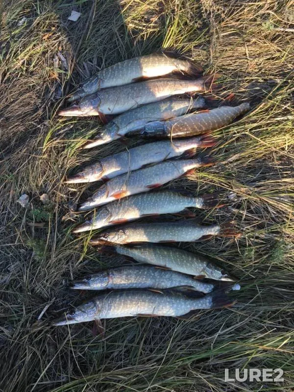 Pike — Zhayyқ - Ural, Sep 21, 2018