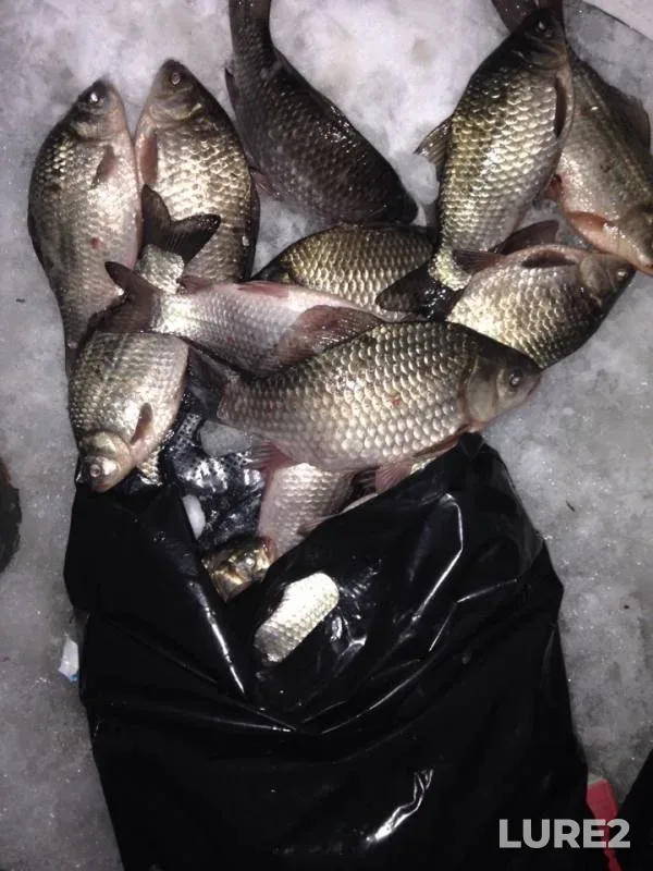 Crucian carp — Yushatyrskoye, Jan 30, 2019