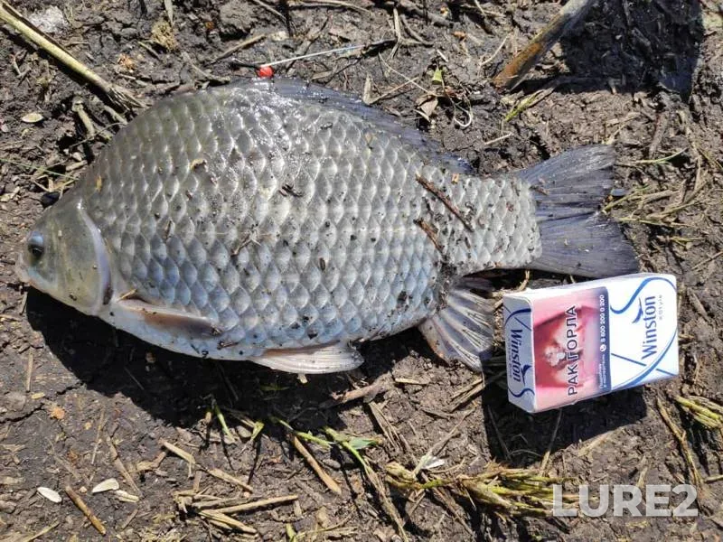 Crucian carp — Orenburgskaya oblast, May 18, 2019