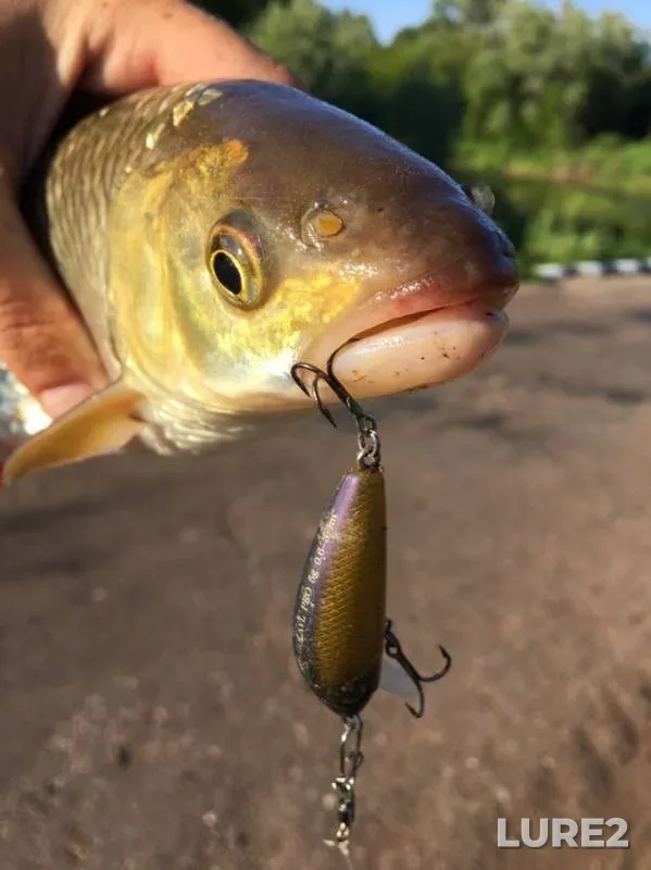 Chub, Pike — Salmysh, Jun 20, 2019