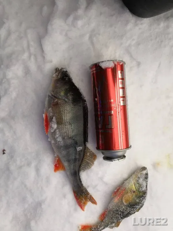 Perch — Beloyarskoye, Jan 17, 2019
