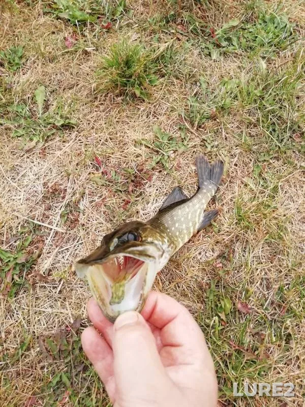 Pike — Potudan, Sep 09, 2018
