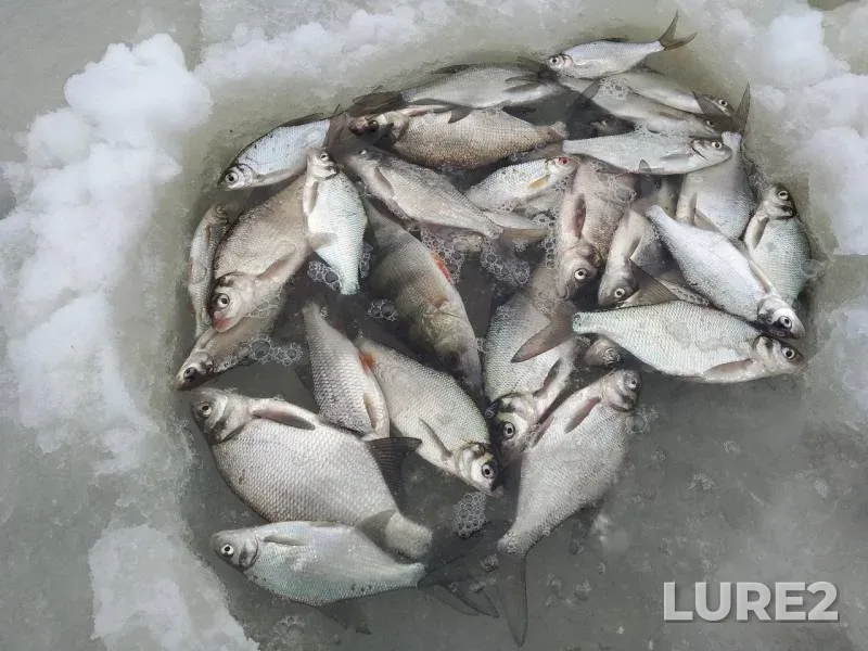 Bream, Perch — Desna, Feb 12, 2020