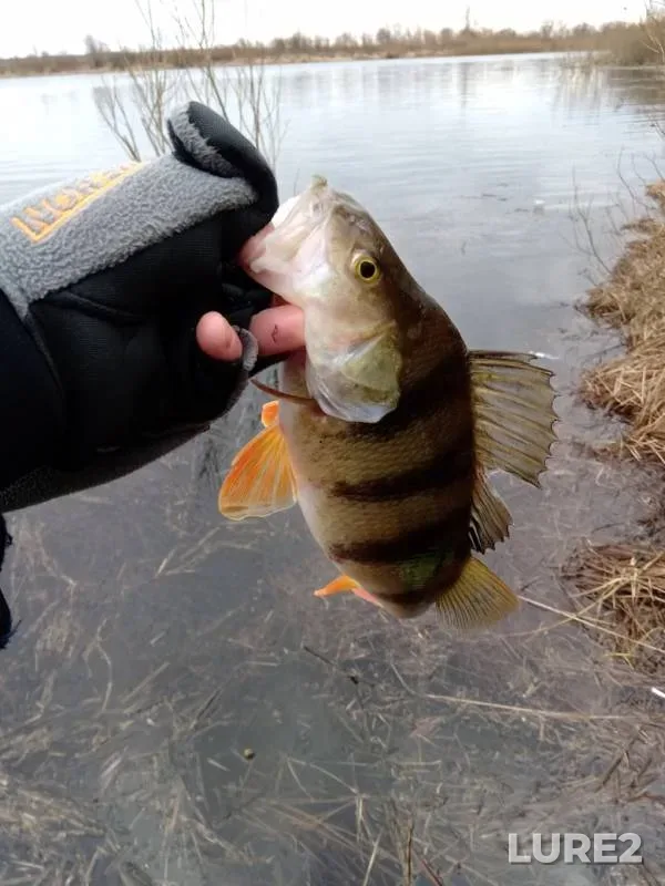 Perch — Kosolyanka, Feb 29, 2020