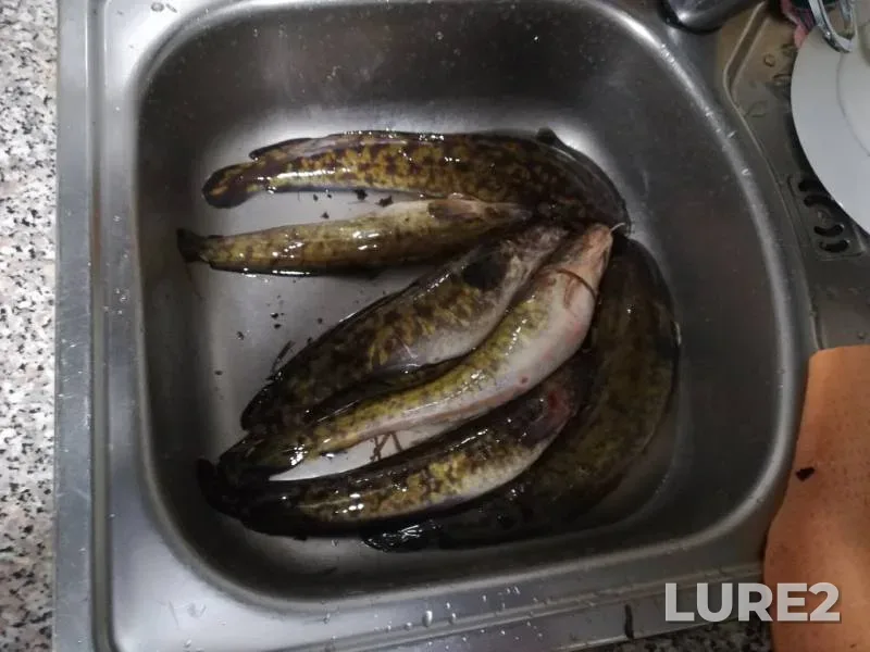 Burbot — Dnepr, Mar 07, 2020