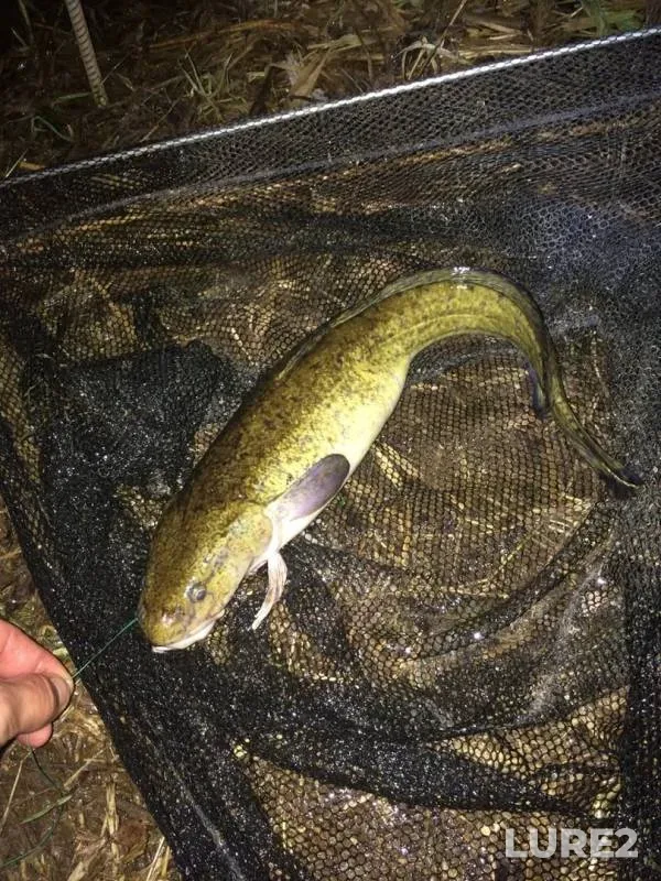 Burbot, Chub — Neman, Dec 03, 2019