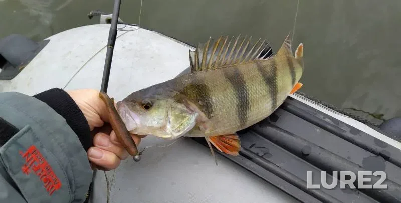 Perch — Vymno, Feb 04, 2020